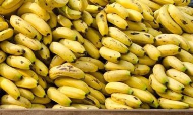 خاص| «هينزل سعره كمان شهرين».. رئيس شعبة الخضار والفاكهة يكشف عن سبب ارتفاع أسعار الموز