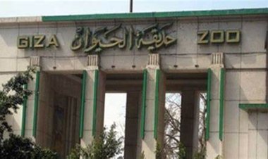 الزراعة: ترميم أي قطعة أثرية خلال تطوير حديقة الحيوان