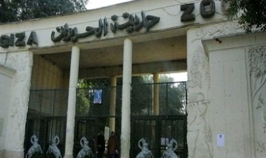 ننشر حقيقة تجريف الأشجار النادرة بحديقة الحيوان بالجيزة تزامناً مع بدء تنفيذ خطة تطويرها