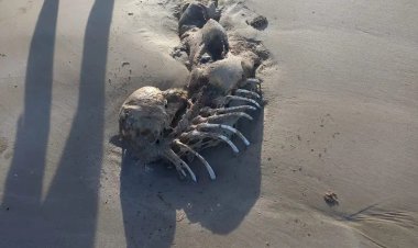 يشبه حورية البحر.. هلع يسيطر على شواطئ استراليا بعد العثور على هيكل مخلوق غريب