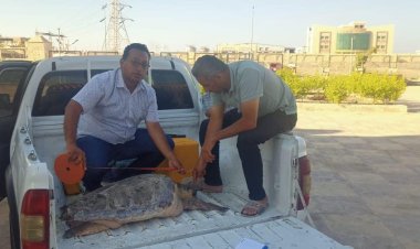 وزيرة البيئة توجه قطاع حماية الطبيعة بإعادة إطلاق سلحفاة المطرية لبيئتها الطبيعية بمحمية أشتوم الجميل