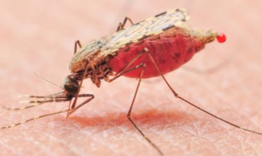 كيف تحمي نفسك من حمى الضنك ؟