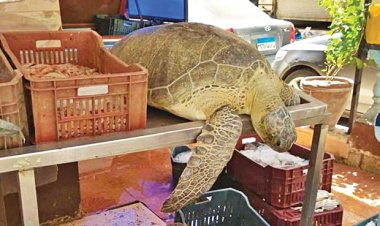 البيئة تكشف تفاصيل إنقاذ سلحفاة مهددة بالانقراض قبل بيعها