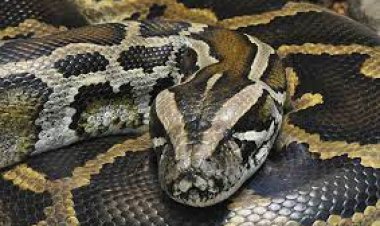 شاهد|  اصطياد أكبر ثعبان بورمي