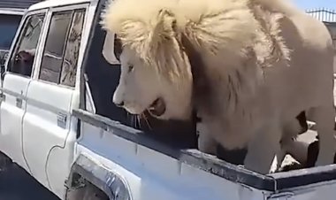 أسد يثير الرعب في ليبيا