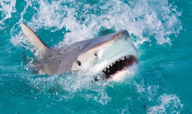 اكتشاف مُرعب أثناء التحقيق في هجوم سمكة قرش