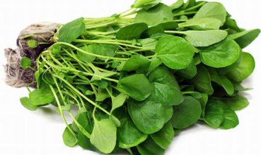 الزراعة تنصح بتناول «ربطة جرجير» في الغداء والعشاء