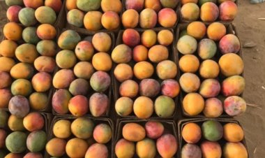 مفاجآت مهرجان المانجو بالسويس.. تخفيضات هائلة بالأسعار