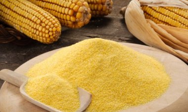 247 مليون دولار.. ارتفاع واردات مصر من ذرة الأعلاف