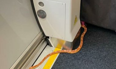 كان متوجها لمدينة  ليدز.. ثعبان يُثير الجدل داخل قطار