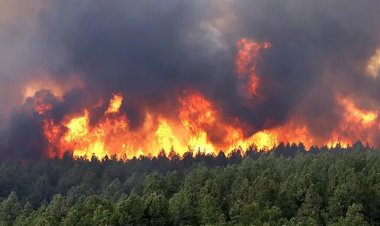 مقتل 10 عسكريين و15 مدنيًا في الجزائر بسبب حرائق الغابات