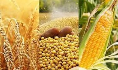 مدير الشركات الروسية لـ«العاصمة»: روسيا تشهد وفرة كبيرة من إنتاج المحاصيل