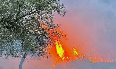 ما مدى سوء حرائق الغابات في أوروبا ؟