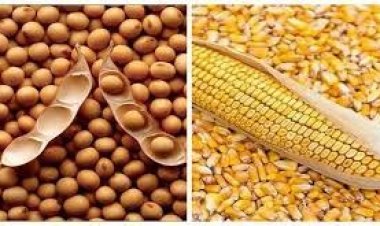 «الزراعة»: الإفراج عن 181 ألف طن مستلزمات أعلاف بـ 92 مليون دولار خلال 5 أيام