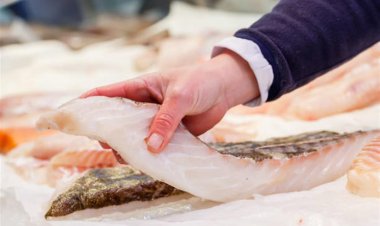 وكيل شعبة المصايد: سمك الفيليه سام لأنه من مصدر غير معلوم