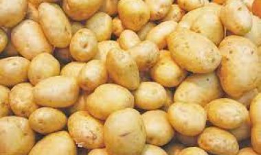 المجلس التصديري: مصر الأولى في إنتاج البطاطس مُنذ 20 عاما