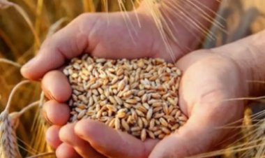 سعر الأرز الشعير الآن 2023