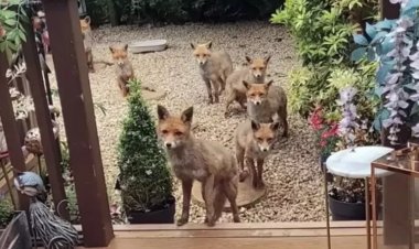 امرأة تطعم ثعالب منذ 25 عامًا (اعرف الحكاية)