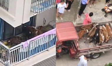 رجل يربي عجول على شرفة منزله في الصين.. ما الحكاية؟