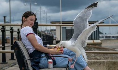 طائر النورس يشعل غضب البريطانيين:  «بيخطف الأيس كريم مننا»