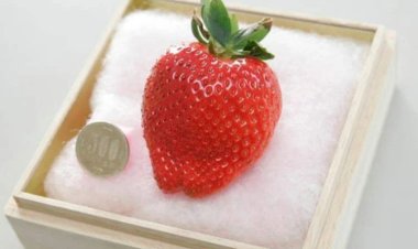 نوع من الفراولة يبلغ تكلفته أكثر من 10 آلاف جنيه للقطعة الواحدة!
