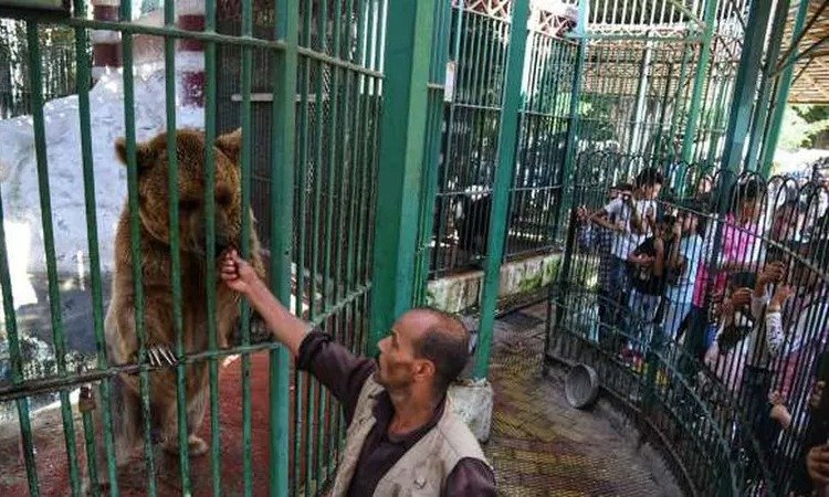 رئيس الإدارة المركزية لحديقة الحيوان: «مدة التطوير سنة ونصف.. ولن تمس أي شجرة»