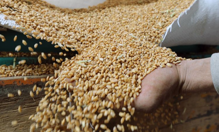 بعد انسحاب روسيا.. أوكرانيا تستخدم الموانئ الكرواتية لتصدير الحبوب
