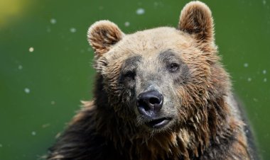 رئيس الوزراء العراقي يأمر بفتح تحقيق عاجل في «حادثة الدب»