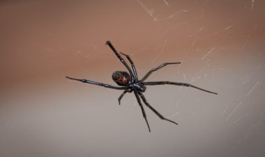 سبيدرمان يقود طفل للمستشفي.. ما القصة؟