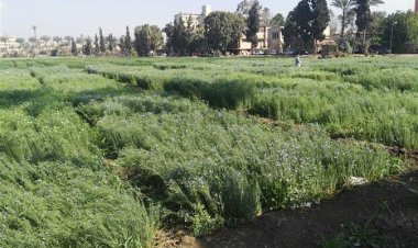 الكتان المصري يستعيد عافيته.. ارتفاع الزراعات لـ30 ألف فدان وسط اهتمام الشركات العالمية
