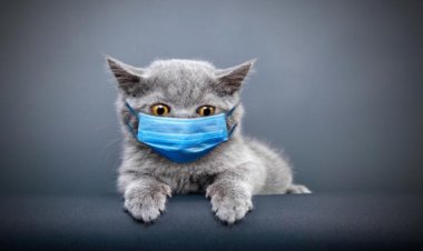 قبرص.. نفوق آلاف القطط بمتحور كورونا