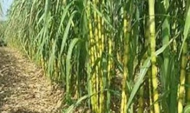 وزيرا التموين والزراعة يتفقان على الضوابط المنظمة لموسم إنتاج قصب وبنجر السكر