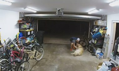 كلب بدلاً من الهجوم على لص.. يلعب معه!