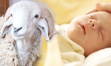 هل يجوز توزيع ثمن العقيقة بدلا من ذبحها؟.. أمين الفتوى يجيب