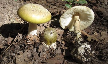 امرأة تضع عش الغراب السام لأهل زوجها السابق للانتقام منهم