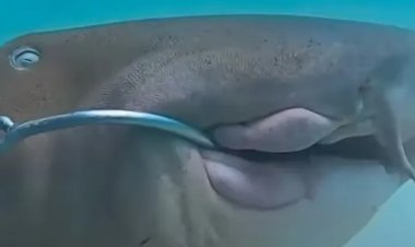 غواص ينقذ سمكة قرش من الموت