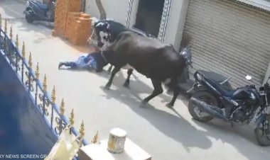 بالفيديو.. بقرة تهاجم طفلة في الهند