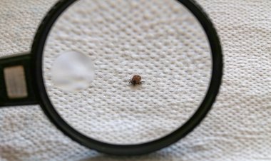 فيروس ألونجشان  يُثير الرعب في أوروبا.. والخبراء يكشفون التفاصيل