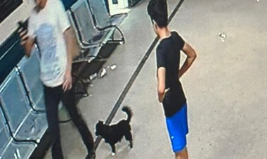 20 طبيبا يحررون بلاغا ضد أصحاب واقعة "الكلب الشرس" بمستشفي المحلة العام