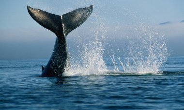 حوت يثير رعب رجل على متن قارب .. ما القصة؟