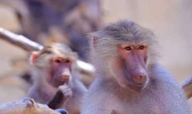 السعودية.. 30 فرقة ميدانية لعلاج زيادة أعداد قرود البابون