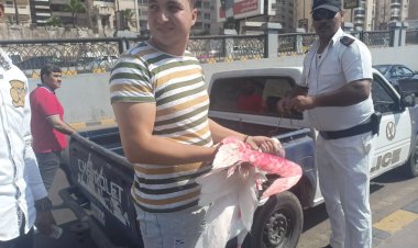 البيئة تنقذ طيور فلامنجو من كافيتريا بالإسكندرية
