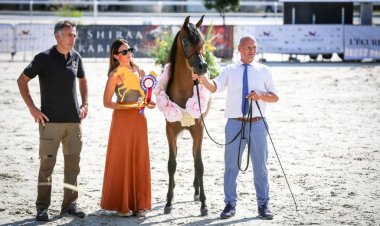 اسطبلات الشراع تحقق "ثلاثية ذهبية" في بطولة "فيتشي الدولية"