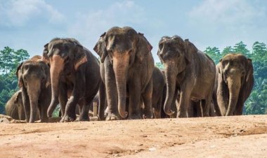 قطيع أفيال يهرب ويقتل رجلين من أوغندا