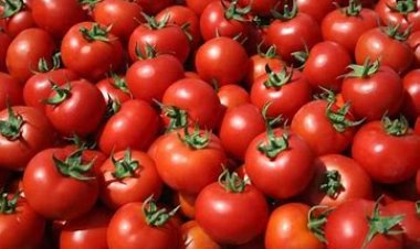 قوم واشتري بسرعة.. انخفاض كبير في أسعار الخضروات.. و5 جنيهات لـ كيلو الطماطم (خاص)