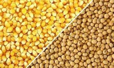 أسعار البقوليات اليوم في مصر