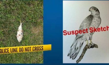 انقطاع الكهرباء في ولاية أمريكية بسبب سمكة وطائر .. إية الحكاية؟