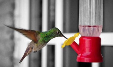 امرأة تحول بيتها إلى مستشفي للطيور! .. ما القصة ؟