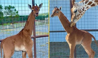 أول زرافة في العالم غير مُنقطة (ايه الحكاية)