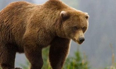 اليابان تقتل النينجا بعد مطاردة 4  سنوات.. ما السبب؟